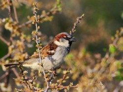 La población de gorrión común desciende casi un 20% desde 1998 en España, según SEO/BirdLife