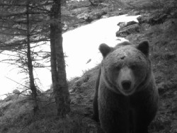 La poblaci&oacute;n de osos en los Pirineos en 2019 alcanz&oacute; los 52 ejemplares, 12 m&aacute;s que el a&ntilde;o anterior