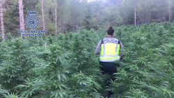 La Polic&iacute;a Nacional detiene a 3.695 personas y desmantela m&aacute;s de 800 plantaciones de marihuana desde agosto de 2019