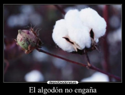 La prueba del algodón