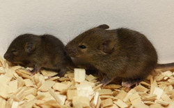 La reprogramaci&oacute;n de los fibroblastos podr&iacute;a curar heridas sin dejar cicatrices, seg&uacute;n un estudio en ratones