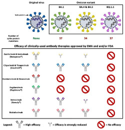 La subvariante de &oacute;micron BQ.1.1 es resistente a todas las terapias de anticuerpos aprobadas, seg&uacute;n estudio