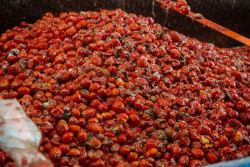 La Tomatina de Bu&ntilde;ol (Valencia) contar&aacute; con 150.000 kilos de tomates, 30.000 kilos m&aacute;s que en 2025