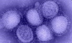 La vacuna de la gripe basada en nanopart&iacute;culas es eficaz en ensayos precl&iacute;nicos y aumentar&aacute; su eficacia