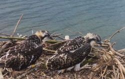 Las dos águilas pescadoras que nacieron este año en la bahía de Santander emprenden viaje al sur