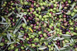 Las exportaciones agroalimentarias espa&ntilde;olas a EEUU caen un 10% en 2025 por los aranceles