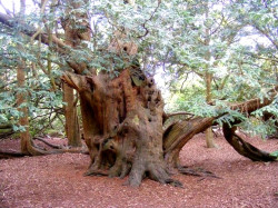 Las materias pendientes de Cantabria: el Corredor del Atlántico, La Pasiega, los fondos europeos para el tren a Bilbao, el AVE del siglo XXI, la pasarela de Serdio, etc. Por Carlos Magdalena.