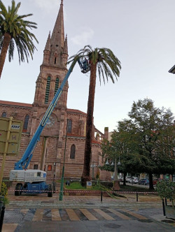 Las palmeras de la iglesia de La Asunción de Torrelavega sufren la plaga de picudo rojo