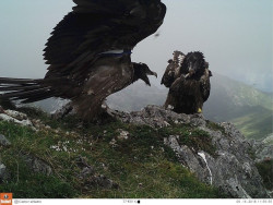 Llegan a Picos de Europa tres nuevos ejemplares de quebrantahuesos para su reintroducci&oacute;n