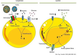 Los &aacute;cidos grasos indican a las c&eacute;lulas madre esquel&eacute;ticas si deben formar hueso o cart&iacute;lago
