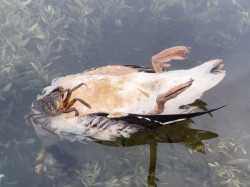 Los an&aacute;lisis a las 44 aves halladas en la r&iacute;a de San Mart&iacute;n no determinan la causa de la muerte