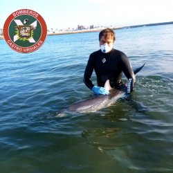 Los bomberos rescatan a un delfín varado en Castro Urdiales