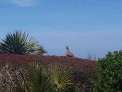 Los cazadores deber&aacute;n llevar ropa reflectante en la nueva temporada 2026-2027 y se proh&iacute;be el uso de cebos