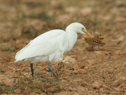 Los grillos ya no cantan y los saltaprados no saltan 
