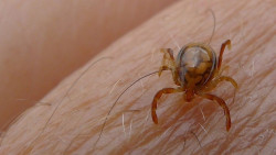 Los investigadores avanzan en la enfermedad de Lyme