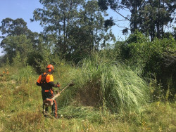  Los proyectos LIFE Stop Cortaderia y Naturea Cantabria eliminan plumero en la playa del Regat&oacute;n