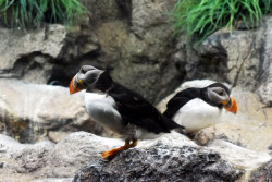 Los varamientos y muerte de animales en las costas españolas podrían ser cada vez más frecuentes