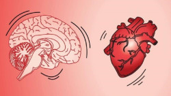 Mantener la salud del coraz&oacute;n protege contra el deterioro cognitivo