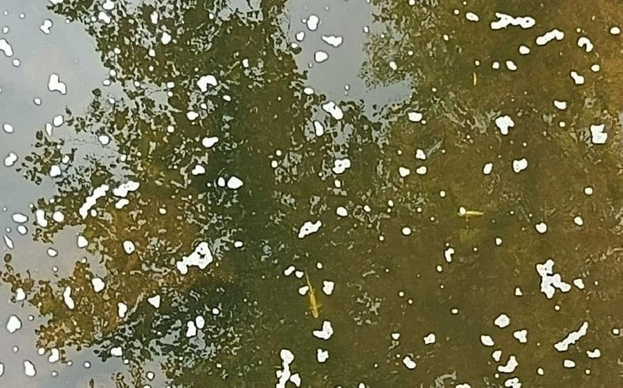  M&aacute;s de 2.100 peces muertos por un vertido de purines en los r&iacute;os Pisue&ntilde;a y Llerana, "que ha quedado arrasado"