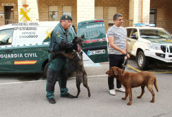 Max, un perro detector de explosivos de la Guardia Civil de Cantabria, adoptado tras su jubilaci&oacute;n
