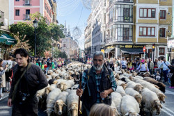 Miles de personas abarrotan el centro de Madrid por la Fiesta de la Trashumancia: "Parece mentira ver las ovejas aqu&iacute;"