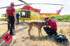 Muere Titan, un perro del Consorcio de Bomberos de Alicante con m&aacute;s de 80 b&uacute;squedas y "una hoja impecable"