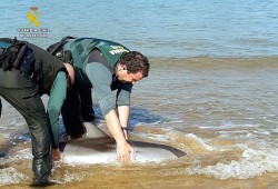 Muere un delfín varado en la playa de Laredo