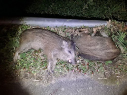  Mueren 14 jabal&iacute;es arrollados por dos coches cuando cruzaban la N-611 en Los Corrales de Buelna