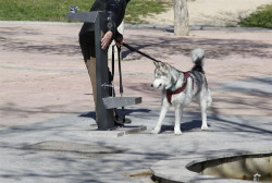 Multado con 1.920 euros e inhabilitado para tener animales por golpear a un perro que se acerc&oacute; a los suyos