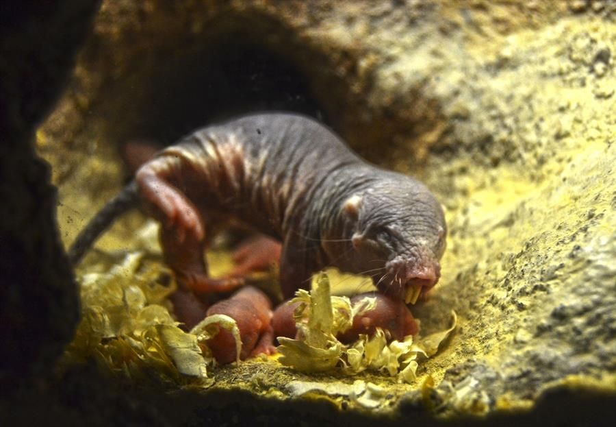 Nace En Bioparc Una Camada De Rata Topo Desnuda El Mam Fero