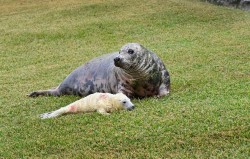 Nace una cría de foca gris en el minizoo de La Magdalena