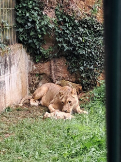 Nace una hembra de le&oacute;n africano en Cab&aacute;rceno