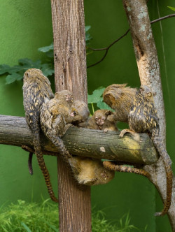 Nacen en el Zoo de Santillana dos cr&iacute;as de tit&iacute; pigmeo, el primate m&aacute;s peque&ntilde;o del mundo