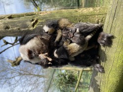 Nacen trillizos de tití de Geoffroy en el Zoo de Santillana
