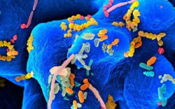 Nuevos datos relacionan las bacterias intestinales con las enfermedades neurodegenerativas