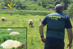  Once investigados por sacrificar ovejas con sufrimiento y sin control sanitario en Marina de Cudeyo