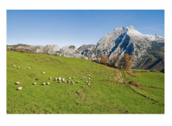 Pedro Velarde, un quesero emprendedor…, por Pedro Arce Díez