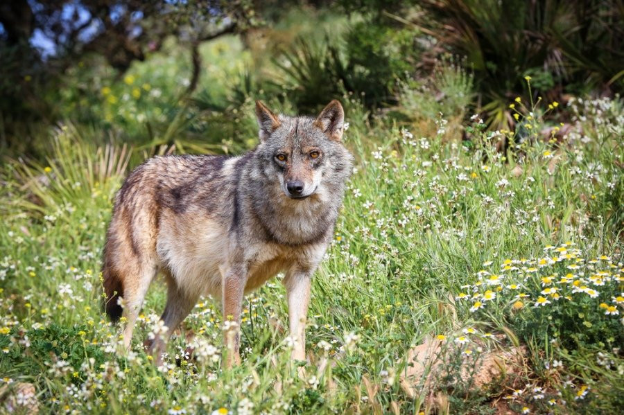 Piden La Intervención Del Gobierno En La Protección Del Lobo En Galicia ...