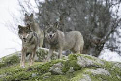 Podemos recurre el encargo a TRAGSA del Plan del Lobo y pide su suspensi&oacute;n cautelar y revisi&oacute;n