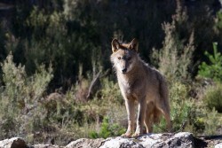 Publicada en el BOC la autorizacion para matar 10 lobos en tres zonas de Cantabria