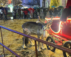 R Fundaci&oacute;n Franz Weber denuncia que Santander contrat&oacute; unos renos que no desfilaron en Navidad