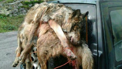 Recurren al TS la sentencia que permitía la matanza de lobos por cazadores, guardas y personal no especializado