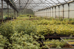 Redeia y la Fundaci&oacute;n Naturaleza y Hombre plantar&aacute;n 6.500 &aacute;rboles en la monta&ntilde;a oriental c&aacute;ntabra