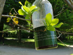 Reoc&iacute;n inicia la campa&ntilde;a contra la avispa asi&aacute;tica que prev&eacute; 161 trampas