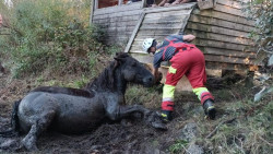  Rescatado un caballo atrapado en el fango de la r&iacute;a de Ronates, en Voto