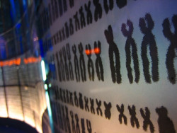 Revelan por qu&eacute; el `d&eacute;bil` cromosoma Y se ha ido reduciendo pero es m&aacute;s resistente de lo que aparenta