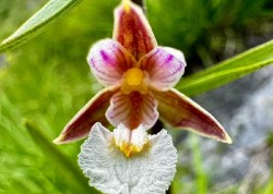 Rural descubre dos especies de orquídeas en la parte cántabra del Parque de Picos de Europa