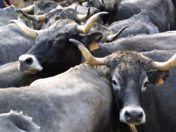  Rural pagar&aacute; en los pr&oacute;ximos d&iacute;as m&aacute;s de 2,4 millones de ayudas al sector agrario