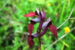  Rutas senderistas en las dunas de Liencres para contemplar orqu&iacute;deas silvestres