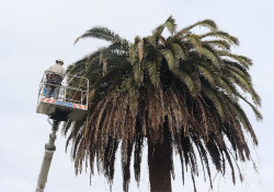 San Vicente de la Barquera podr&aacute; recuperar "la mayor&iacute;a" de sus palmeras pese al picudo, aunque tendr&aacute; que talar cinco